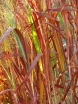 rośliny ozdobne - Proso rózgowate SHENANDOAH Panicum virgatum C2 *5
