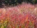 rośliny ogrodowe - Proso rózgowate SHENANDOAH Panicum virgatum C2 *5
