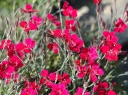 rośliny ogrodowe -  Goździk kropkowany BRILLANT Dianthus deltoides C1,5