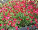 rośliny ogrodowe - Goździk kropkowany BRILLANT Dianthus deltoides C1,5