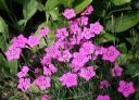 rośliny ozdobne -  Goździk kropkowany ROSEUS Dianthus deltoides