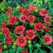 sklep ogrodniczy -  Gailardia oścista ARIZONA RED Gaillardia aristata /C2