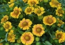 sklep ogrodniczy - Gailardia oścista ARIZONA APRICOT Gaillardia aristata /C2