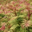 sadzonki -  Tawlina jarzębolistna (Sorbaria sorbifolia) /C1 *K18