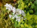 rośliny ozdobne -  Rdestówka Aurea Fallopia C2/80cm