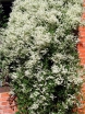 rośliny ogrodowe - Rdestówka Aurea Fallopia C2/80cm