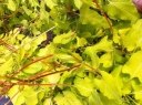sadzonki - Rdestówka Aurea Fallopia C2/80cm