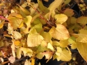 sadzonki - Rdestówka Aurea Fallopia C2/80cm