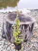 rośliny ozdobne - Rdestówka Aurea Fallopia C2/80cm