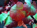 rośliny ogrodowe -  Winorośl amurska Vitis amurensis C2/80cm