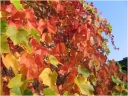 sklep ogrodniczy - Winorośl amurska Vitis amurensis C2/80cm