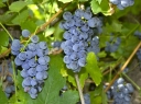 rośliny ogrodowe -  Winorośl odm. ZILGA 'Dwietes' Vitis Winogrona C2/80cm