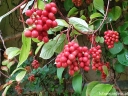 sadzonki -  Cytryniec chiński 'SADOVA no 1' Schisandra chinensis C2/50cm