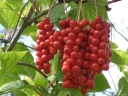 rośliny ogrodowe - Cytryniec chiński 'SADOVA no 1' Schisandra chinensis C2/50cm