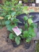 sklep ogrodniczy - Cytryniec chiński 'SADOVA no 1' Schisandra chinensis C2/50cm