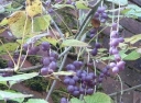 rośliny ozdobne - Sinofranszecja chińska Sinofranchetia chinensis