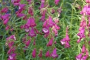 sklep ogrodniczy -  Penstemon meksykański SUNBURST COLOURS Penstemon x mexicale