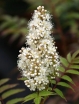 rośliny ogrodowe - Tawlina jarzębolistna (Sorbaria sorbifolia) /C1 *K18