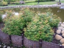 rośliny ozdobne - Tawlina jarzębolistna (Sorbaria sorbifolia) /C1 *K18