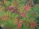 rośliny ozdobne - Tawlina jarzębolistna (Sorbaria sorbifolia) /C1 *K18