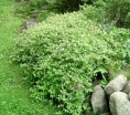 sklep ogrodniczy -  Tawulec pogięty Crispa (Stephanandra Incisa Crispa) /C2 *K18