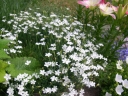 rośliny ogrodowe -  Goździk kropkowany ALBUS Dianthus deltoides
