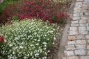 rośliny ozdobne - Goździk kropkowany ALBUS Dianthus deltoides