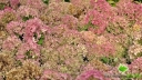 rośliny ozdobne - Hortensja bukietowa Bombshell (Hydrangea paniculata Bombshell)-C5