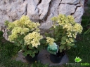 sklep ogrodniczy - Hortensja bukietowa Bombshell (Hydrangea paniculata Bombshell)-C5