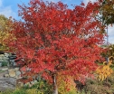 rośliny ozdobne -  Wiśnia wczesna Kojou-no-mai na PNIU Prunus incisa C3(C5)/Pa60(100)cm *K6