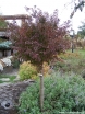 rośliny ozdobne - Wiśnia wczesna Kojou-no-mai na PNIU Prunus incisa C3(C5)/Pa60(100)cm *K6