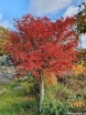 rośliny ogrodowe - Wiśnia wczesna Kojou-no-mai na PNIU Prunus incisa C3(C5)/Pa60(100)cm *K6