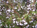 sklep ogrodniczy - Wiśnia wczesna Kojou-no-mai na PNIU Prunus incisa C3(C5)/Pa60(100)cm *K6