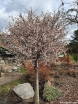 rośliny ogrodowe - Wiśnia wczesna Kojou-no-mai na PNIU Prunus incisa C3(C5)/Pa60(100)cm *K6