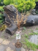 sklep ogrodniczy - Wiśnia wczesna Kojou-no-mai na PNIU Prunus incisa C3(C5)/Pa60(100)cm *K6