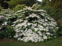 sklep ogrodniczy -  Kalina japońska SHASTA Viburnum plicatum C3/50cm *K18