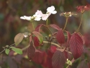 sklep ogrodniczy - Kalina japońska SHASTA Viburnum plicatum C3/50cm *K18