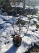 sklep ogrodniczy - Kalina japońska SHASTA Viburnum plicatum C3/50cm *K18