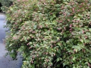 rośliny ozdobne - Neilia tybetańska Neillia thibetica C2/40-60cm *T64