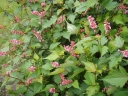 rośliny ozdobne - Neilia tybetańska Neillia thibetica C2/40-60cm *T64