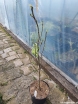 rośliny ogrodowe - Ambrowiec wąskokolumnowy SLENDER SILOUETTE Liquidambar styraciflua  C3/1,2-1,4m *K6