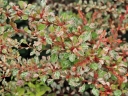 sklep ogrodniczy - Berberys Thunberga ‘NATASZA’ PBR Berberis thunbergii