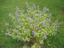rośliny ogrodowe - Barbula klandońska 'SUMMER SORBET' PBR Caryopteris clandonensis C3/30cm