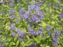 sadzonki - Barbula klandońska 'SUMMER SORBET' PBR Caryopteris clandonensis C3/30cm