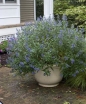 rośliny ozdobne - Barbula klandońska 'SUMMER SORBET' PBR Caryopteris clandonensis C3/30cm