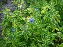 sadzonki - Barbula klandońska 'SUMMER SORBET' PBR Caryopteris clandonensis C3/30cm