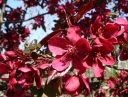 rośliny ozdobne -  Jabłoń ozdobna ROYALTY Malus C10/1,6m *2