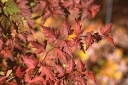 sklep ogrodniczy - Tawulec pogięty Crispa (Stephanandra Incisa Crispa) /C2 *K18