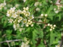 rośliny ogrodowe - Tawulec pogięty Crispa (Stephanandra Incisa Crispa) /C2 *K18