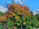 sklep ogrodniczy - Parrocja perska Parrotia persica C7,5-C10/1,7m